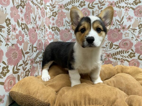 Pembroke Welsh Corgi-DOG-Female-tri-5503-Petland San Antonio, TX