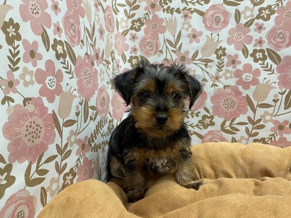 Yorkshire Terrier DOG Male blk & tn 5504 Petland San Antonio, TX