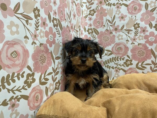 Yorkshire Terrier DOG Female blk & tn 5505 Petland San Antonio, TX