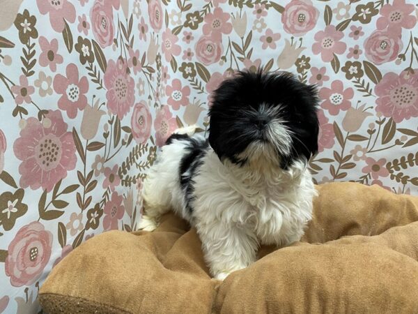 Shih Tzu-DOG-Female-wh & blk parti-5506-Petland San Antonio, TX