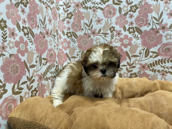 Shih Tzu DOG Male gld & wh 5509 Petland San Antonio, TX