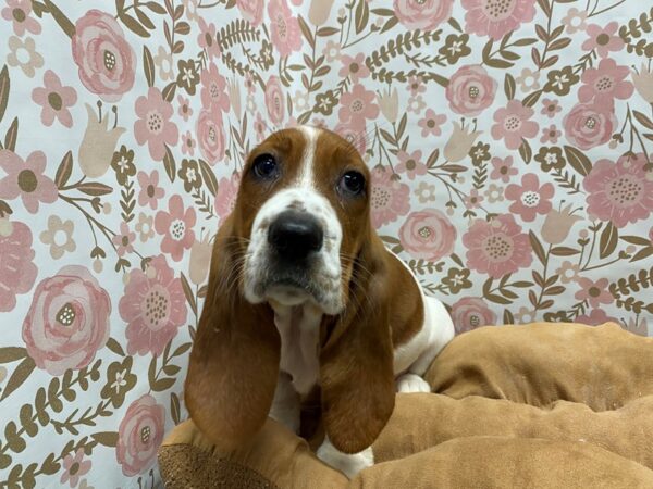 Basset Hound-DOG-Male-rd & wh-5510-Petland San Antonio, TX