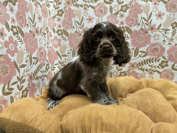 Cocker Spaniel-DOG-Male-chlt r n-5515-Petland San Antonio, TX