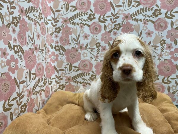 Cocker Spaniel DOG Male wh & tn 5516 Petland San Antonio, TX