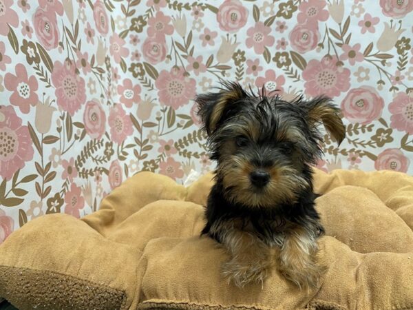 Yorkshire Terrier-DOG-Female-blk & tn-5513-Petland San Antonio, TX
