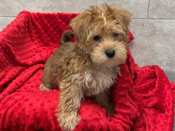 Morkie DOG Male Golden 8648 Petland San Antonio, TX