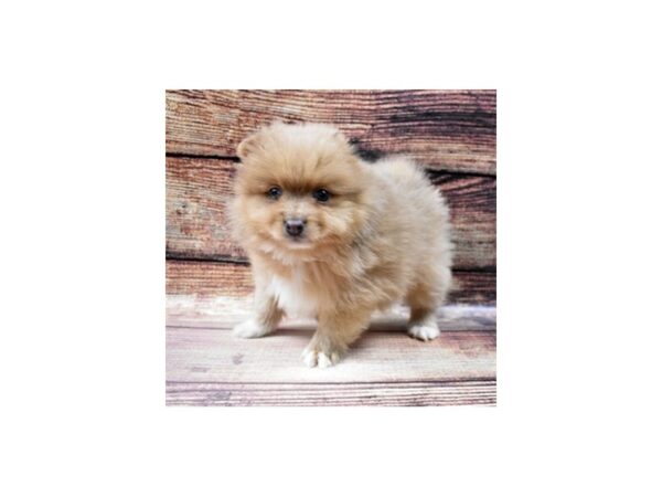 Pomeranian DOG Male Orange 5524 Petland San Antonio, TX