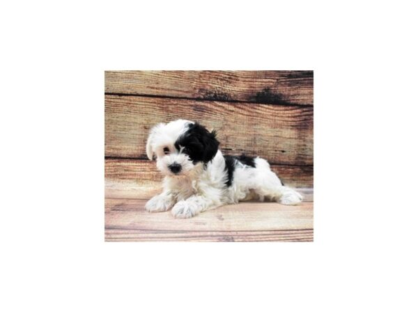 Havanese DOG Female Black and White 5518 Petland San Antonio, TX