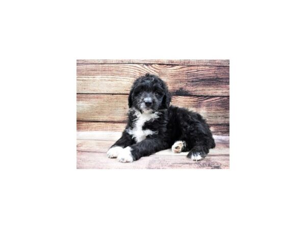 Aussiedoodle-DOG-Male-Black and White-5517-Petland San Antonio, TX