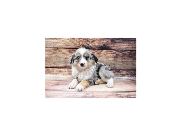 Miniature Australian Shepherd DOG Male Blue Merle White and Tan 5523 Petland San Antonio, TX