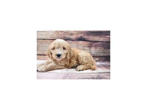 Mini Goldendoodle-DOG-Male-Golden-5522-Petland San Antonio, TX