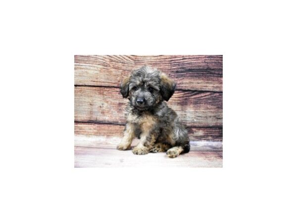 Mini Aussiepoo DOG Male Gold Sable 5521 Petland San Antonio, TX