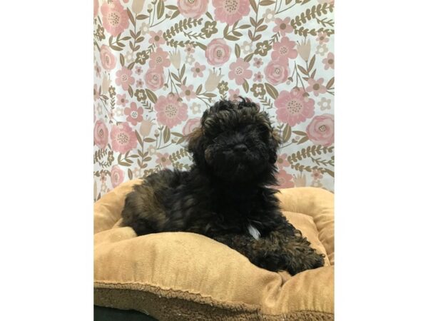 Poodle DOG Male rd sbl 5525 Petland San Antonio, TX