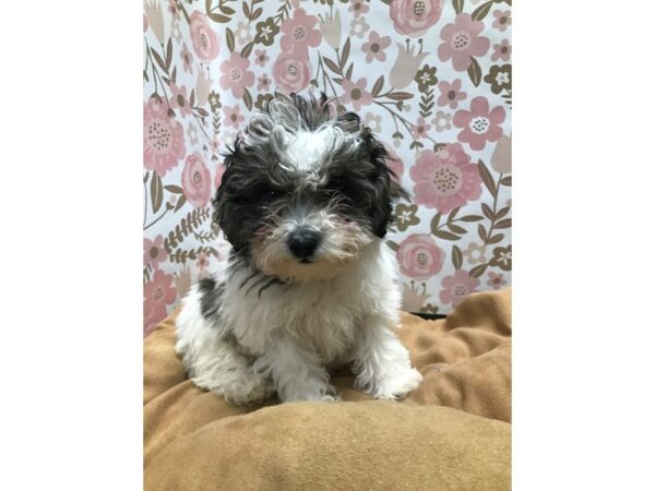 Poodle-DOG-Female-sbl & wh-5526-Petland San Antonio, TX