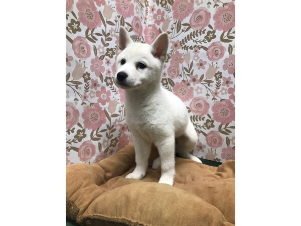 Shiba Inu-DOG-Male-cream-5527-Petland San Antonio, TX