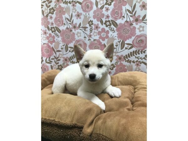 Shiba Inu-DOG-Female-cr-5528-Petland San Antonio, TX