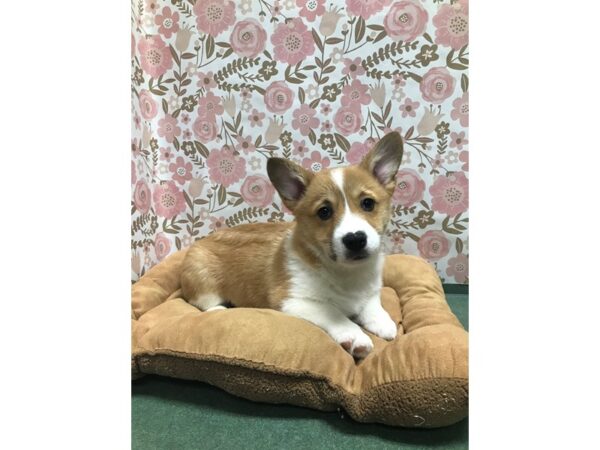 Pembroke Welsh Corgi-DOG-Male-rd & wh-5531-Petland San Antonio, TX