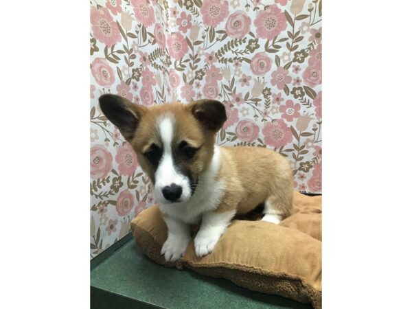 Pembroke Welsh Corgi-DOG-Male-rd & wh-5532-Petland San Antonio, TX