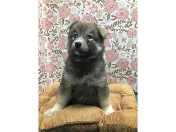 Pomsky DOG Male gr 5533 Petland San Antonio, TX