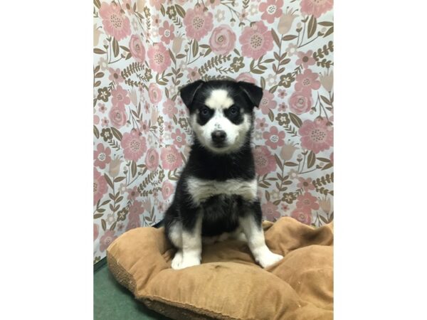 Pomsky DOG Female blk & cr 5534 Petland San Antonio, TX