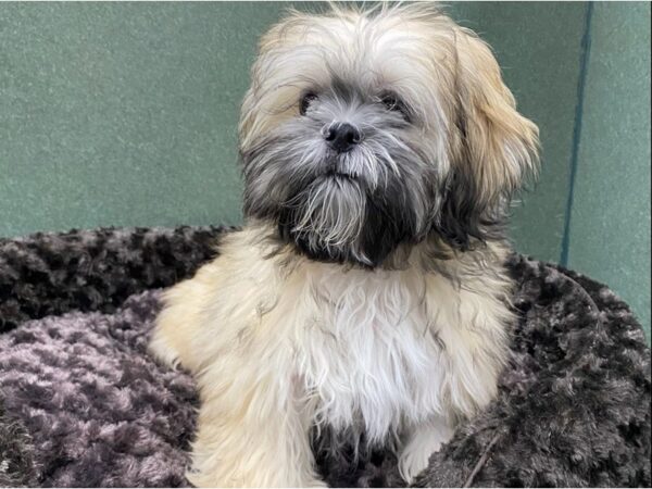 Lhasa Apso DOG Female Golden 8506 Petland San Antonio, TX