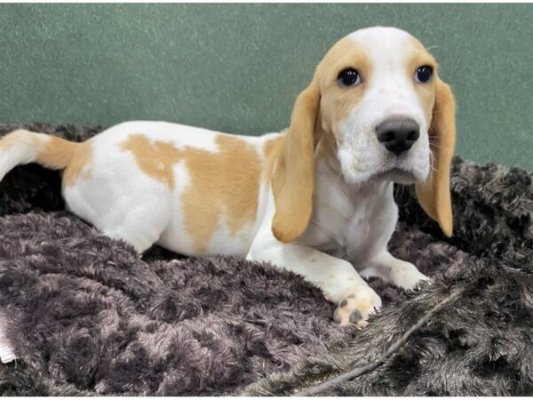 Beagle DOG Male Lemon & White 8586 Petland San Antonio, TX