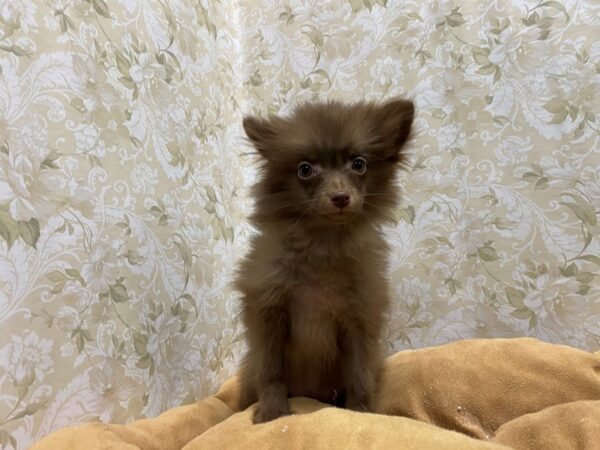 Pomeranian DOG Female choc 5511 Petland San Antonio, TX