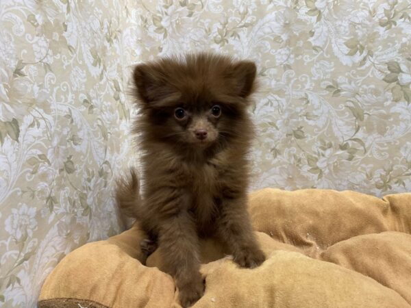 Pomeranian DOG Female choc 5512 Petland San Antonio, TX