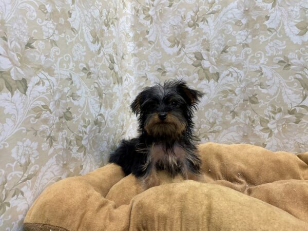 Yorkshire Terrier DOG Male blk & tn 5514 Petland San Antonio, TX