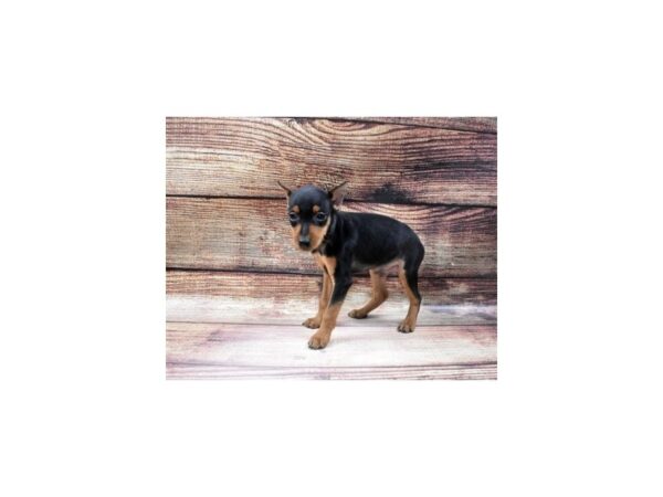 Miniature Pinscher-DOG-Male-Black and Tan-5537-Petland San Antonio, TX