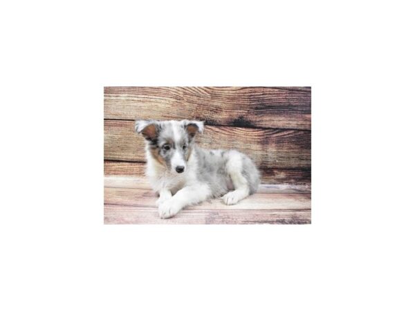 Shetland Sheepdog-DOG-Male-Blue Merle White and Tan-5538-Petland San Antonio, TX