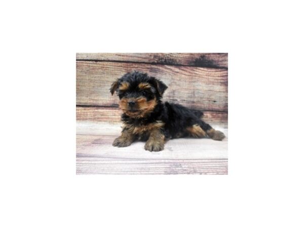 Yorkshire Terrier-DOG-Male-Black and Gold-5541-Petland San Antonio, TX