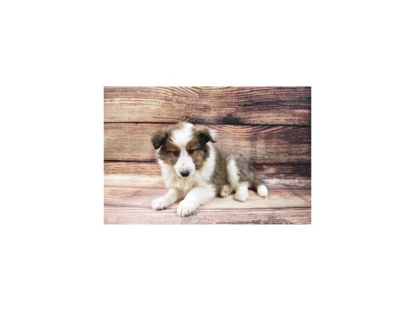 Shetland Sheepdog-DOG-Female-Sable and White-5539-Petland San Antonio, TX