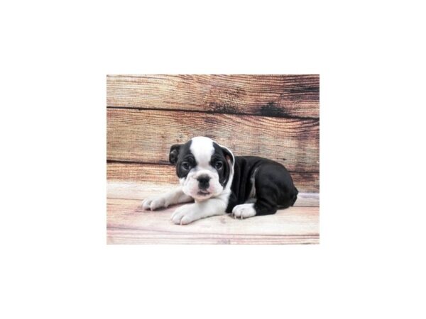 English Bulldog DOG Female Black and White 5535 Petland San Antonio, TX