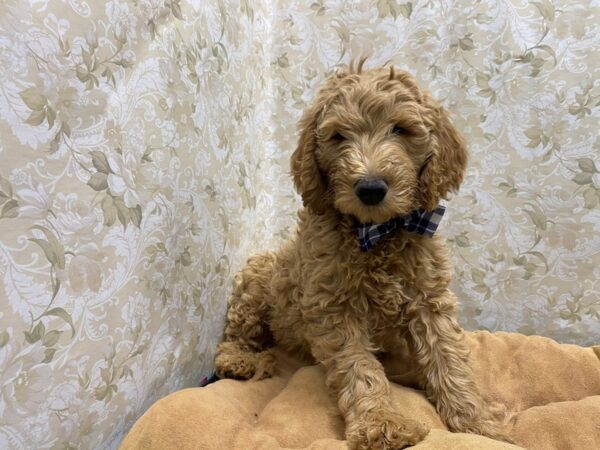 Goldendoodle-DOG-Male-red-5553-Petland San Antonio, TX
