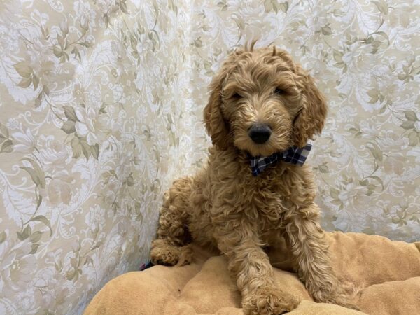 Goldendoodle DOG Male red 5553 Petland San Antonio, TX