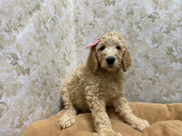 Goldendoodle DOG Female red 5554 Petland San Antonio, TX