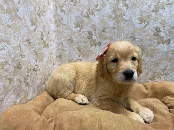 Golden Retriever-DOG-Female-gldn-5552-Petland San Antonio, TX
