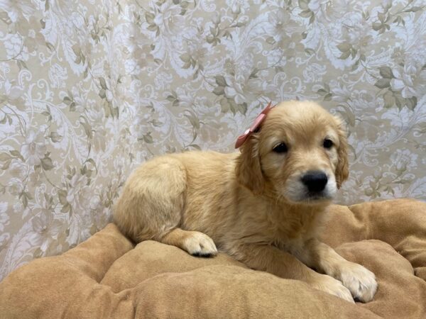 Golden Retriever DOG Female gldn 5552 Petland San Antonio, TX