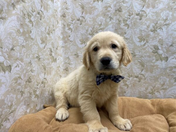 Golden Retriever-DOG-Male-gldn-5551-Petland San Antonio, TX