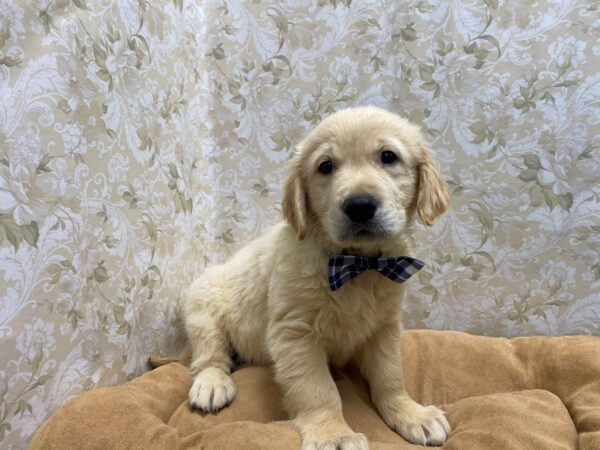 Golden Retriever DOG Male gldn 5551 Petland San Antonio, TX