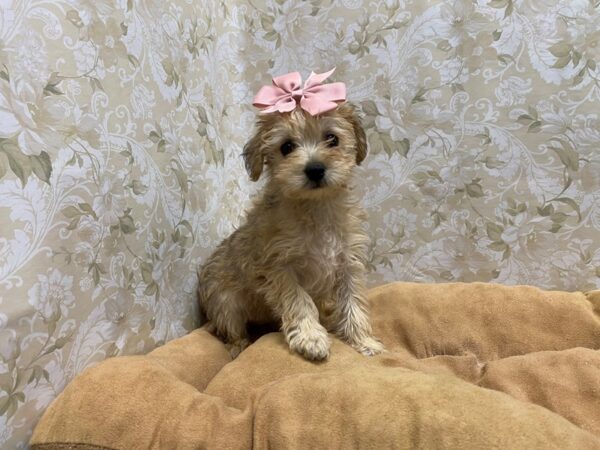 Schnoodle-DOG-Female-buff-5550-Petland San Antonio, TX