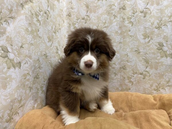 Miniature Australian Shepherd-DOG-Male-rd tri-5549-Petland San Antonio, TX