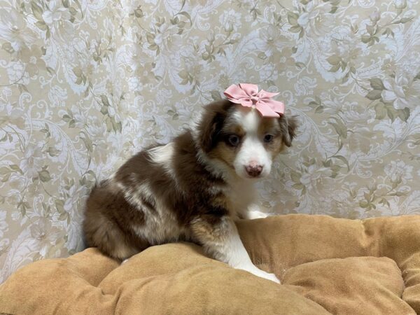 Miniature Australian Shepherd-DOG-Female-rd mrl-5548-Petland San Antonio, TX