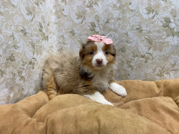 Miniature Australian Shepherd DOG Female rd mrl 5547 Petland San Antonio, TX