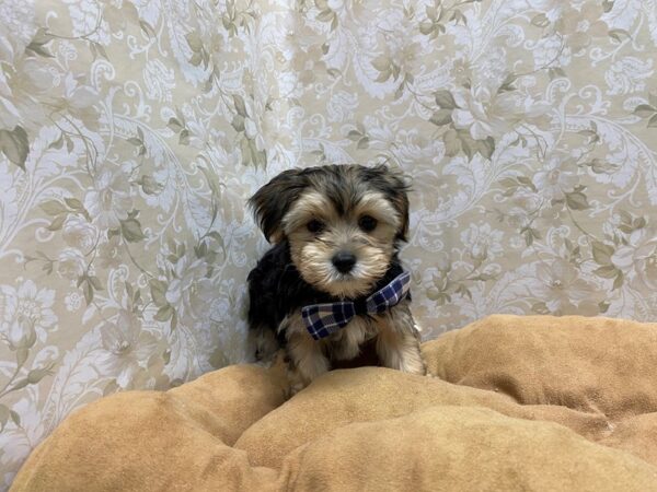 Morkie DOG Male wh w blk pts 5546 Petland San Antonio, TX