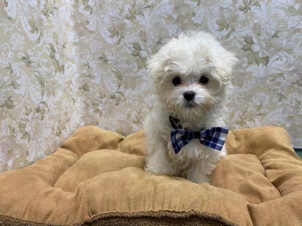 Maltese-DOG-Male-wh-5544-Petland San Antonio, TX