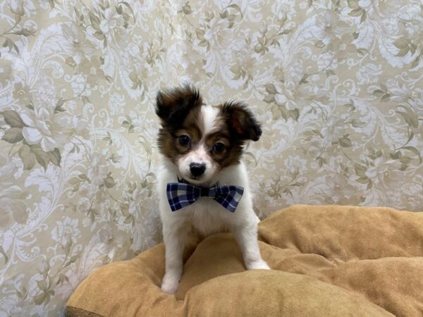 Papillon DOG Male rd & wh 5545 Petland San Antonio, TX