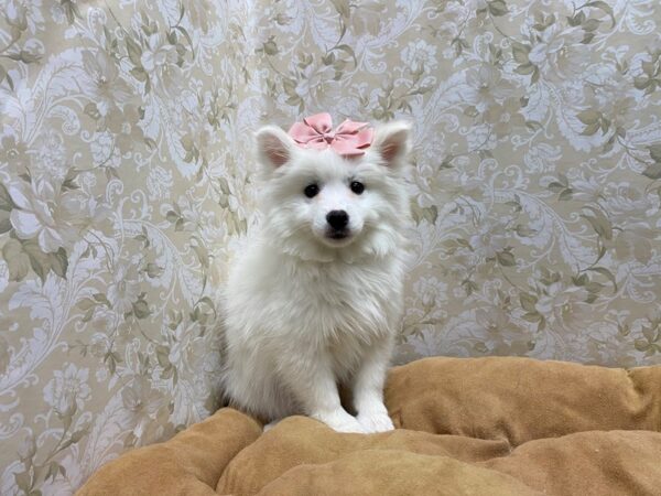 American Eskimo DOG Female wh 5543 Petland San Antonio, TX