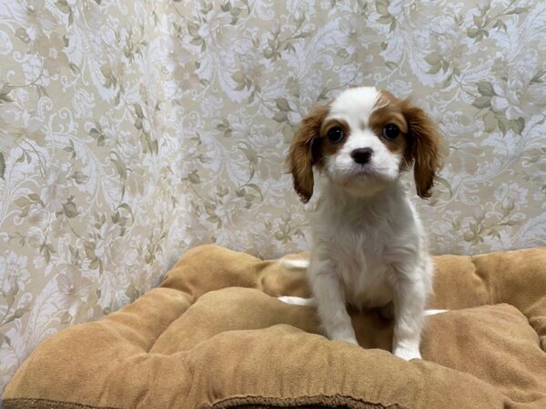 Cavalier King Charles Spaniel DOG Female bheim & wh 5542 Petland San Antonio, TX